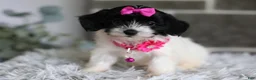 Maltipoo dogs for sale: Penelope - Ad 5