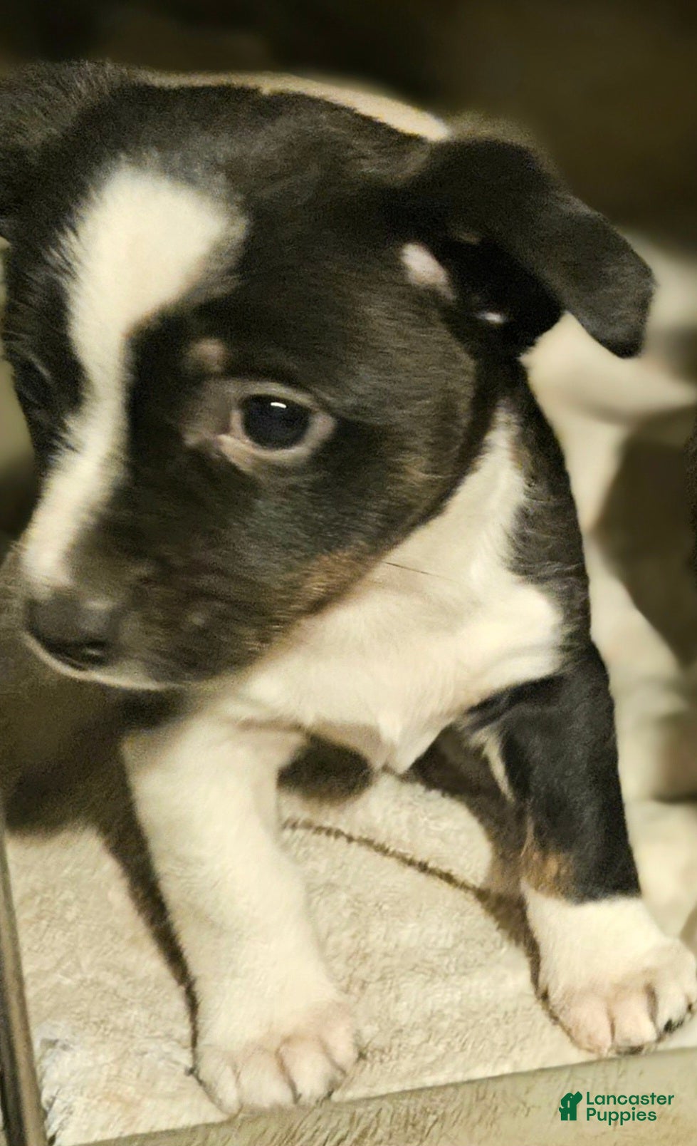 Chihuahua dogs Joy - Ad 34