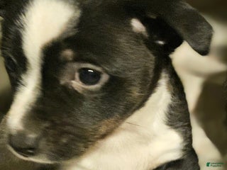 Chihuahua dogs Joy - Ad 40