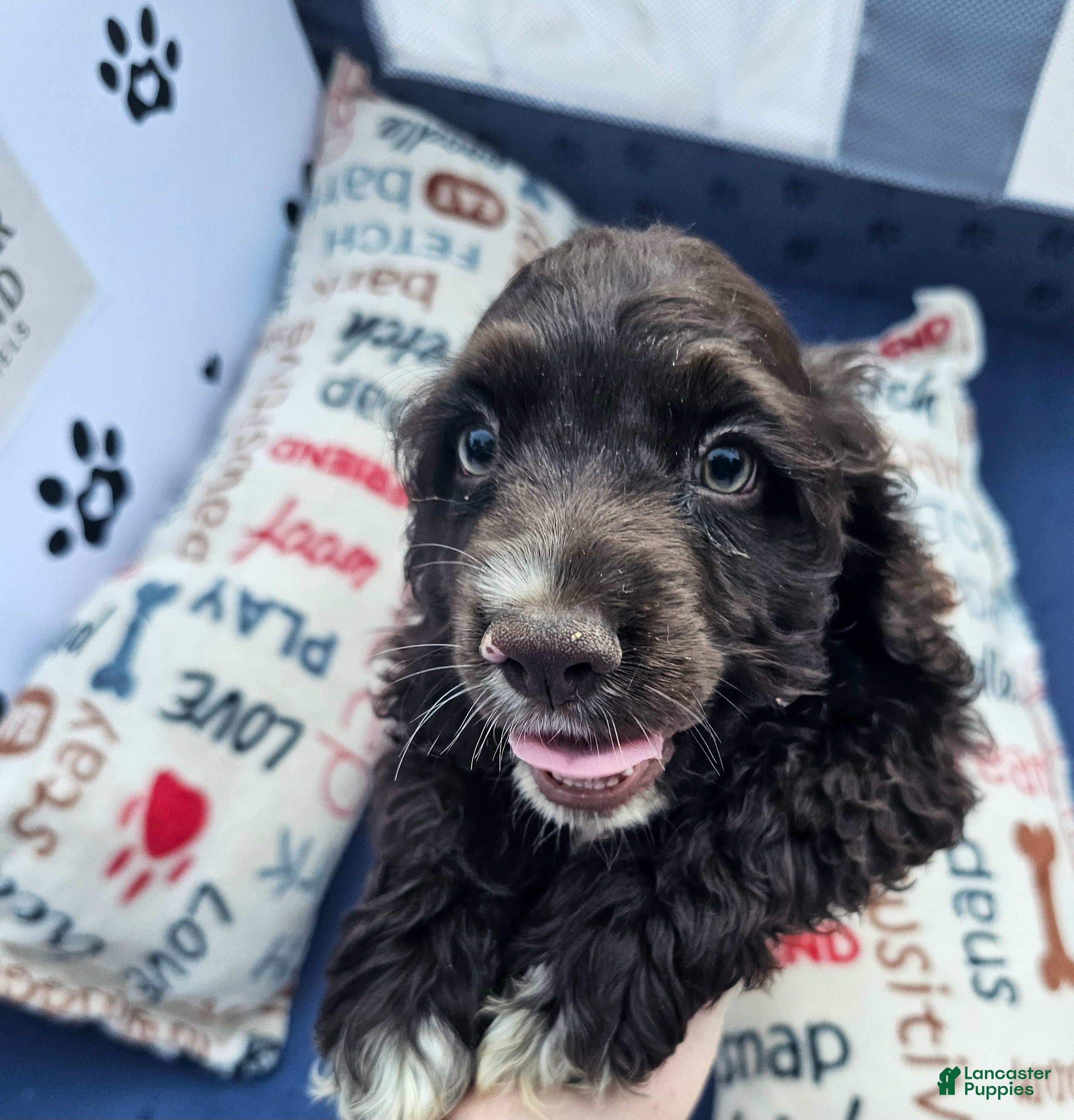 Cocker Spaniel dogs Cocker Spaniel 3 - Ad 1