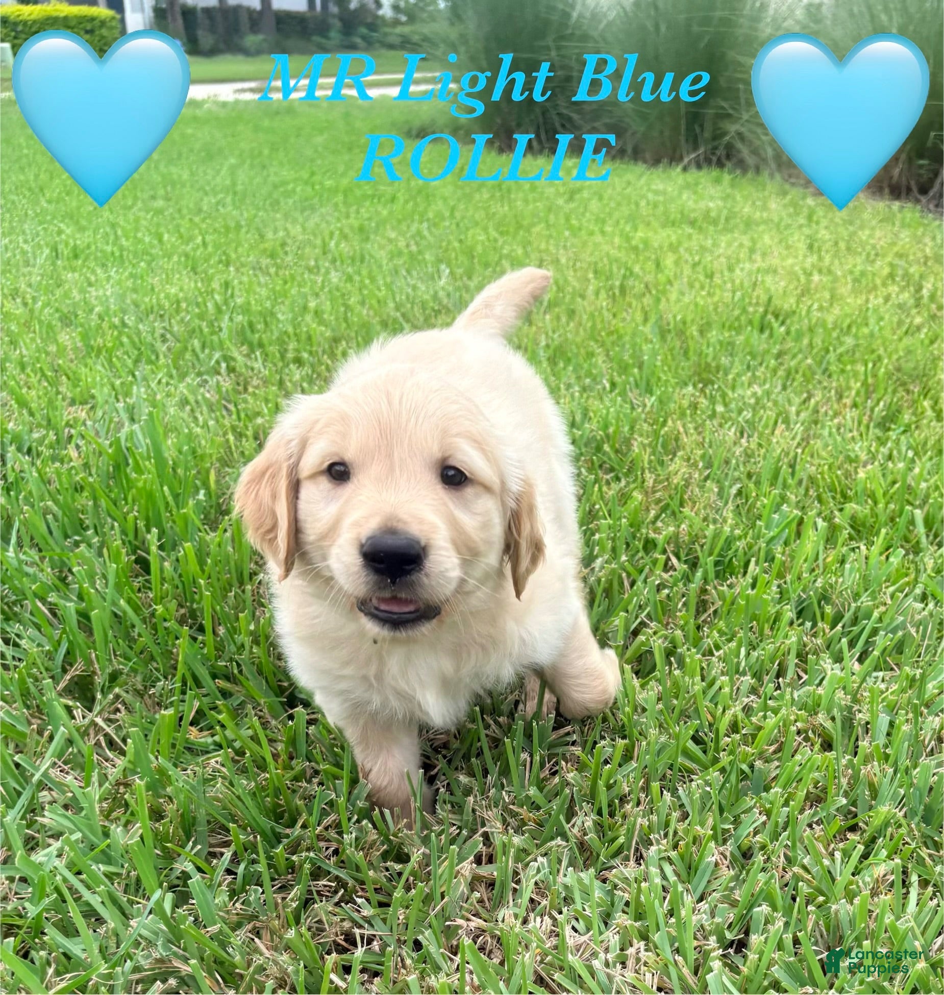 Golden Retriever dogs Golden light blue  - Ad 22