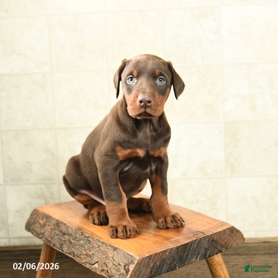 Doberman Pinscher dogs Fern - Ad 2