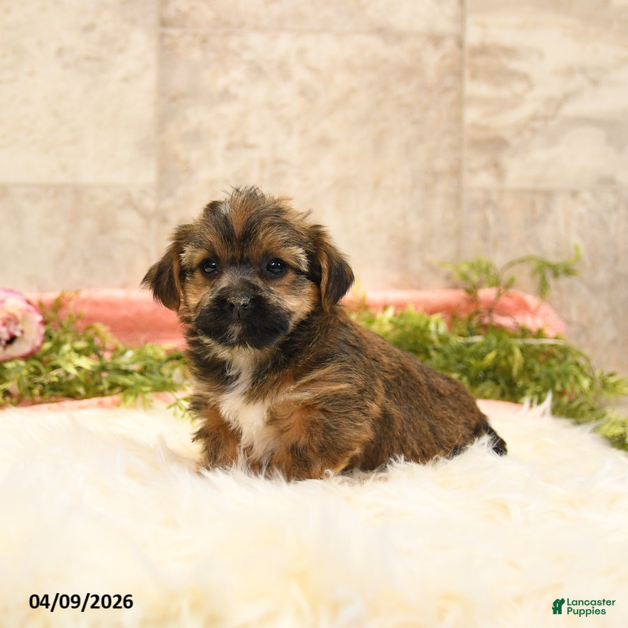 Shorkie dogs Shirley - Ad 1