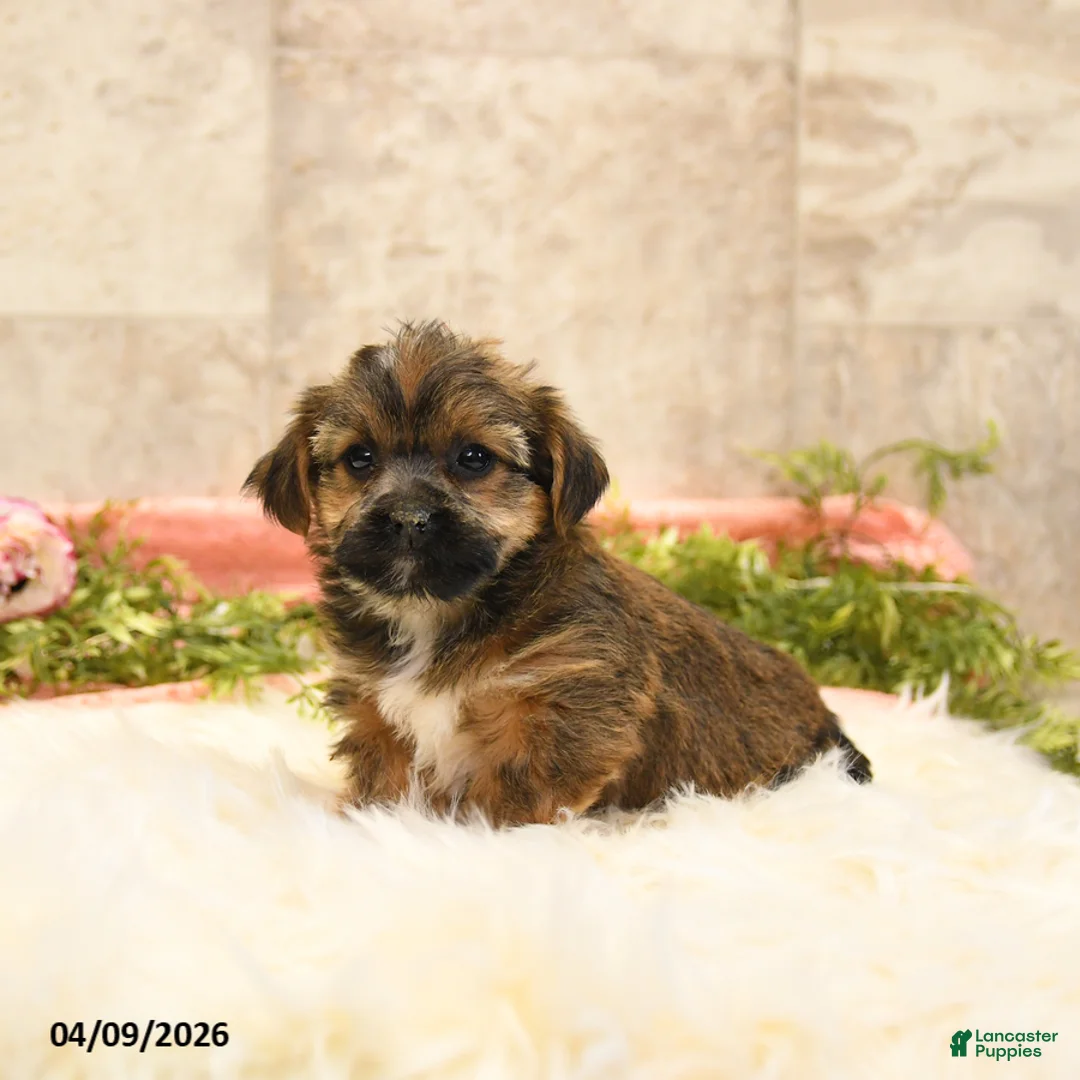Shorkie dogs for sale: Shirley - Ad 1