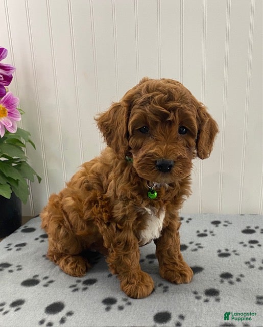 Cavapoo dogs Niles - Ad 2