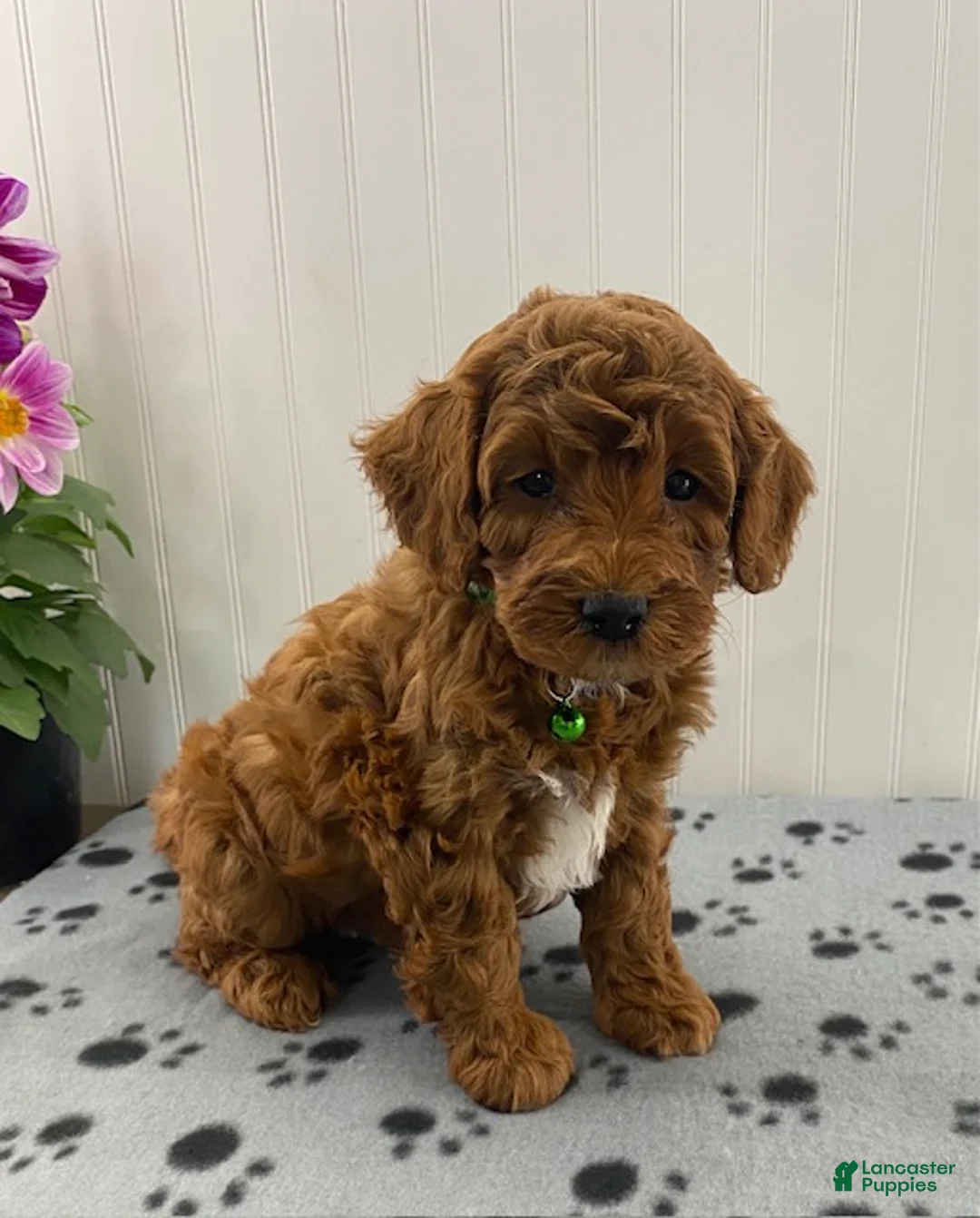 Cavapoo dogs for sale: Niles - Ad 2