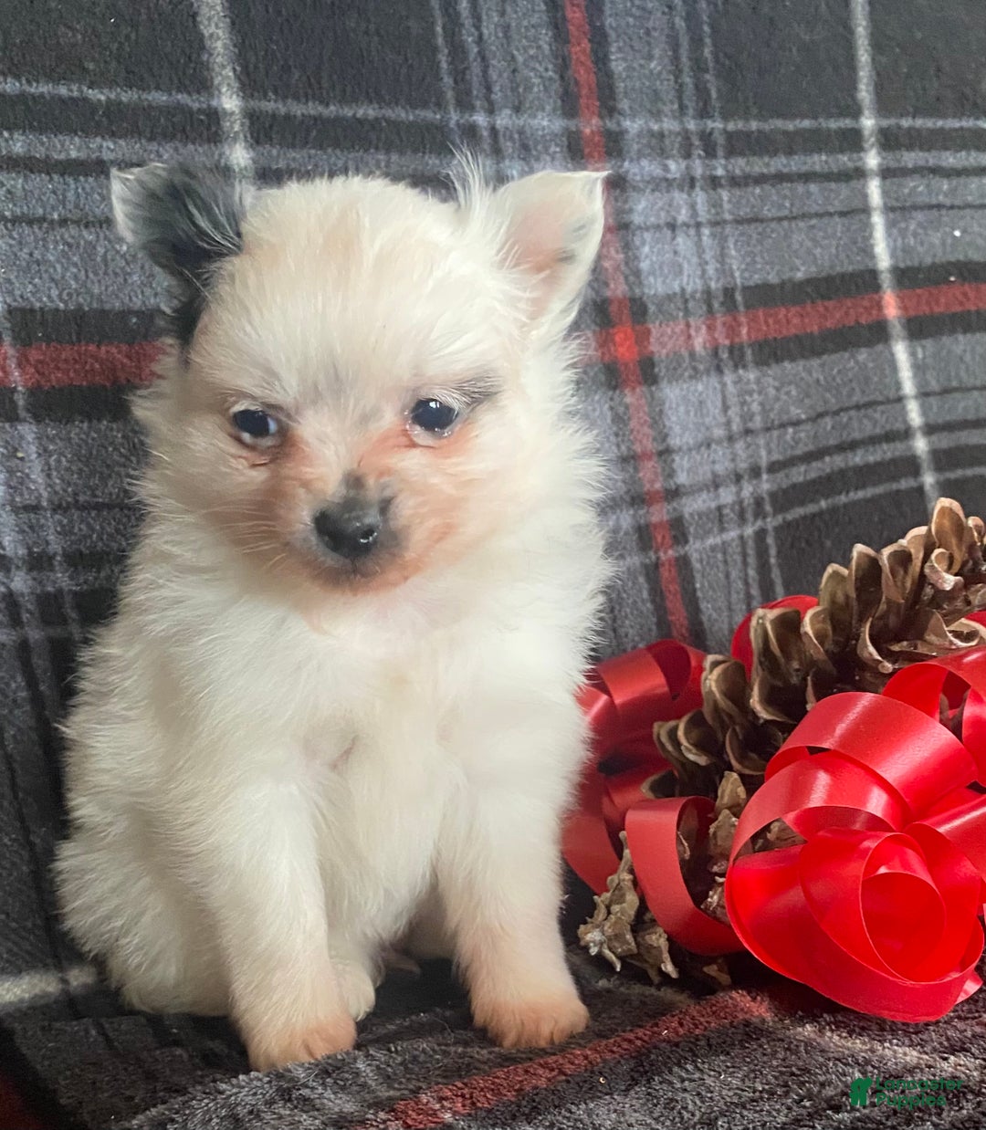 Pomchi dogs for sale: Misty - Ad 6