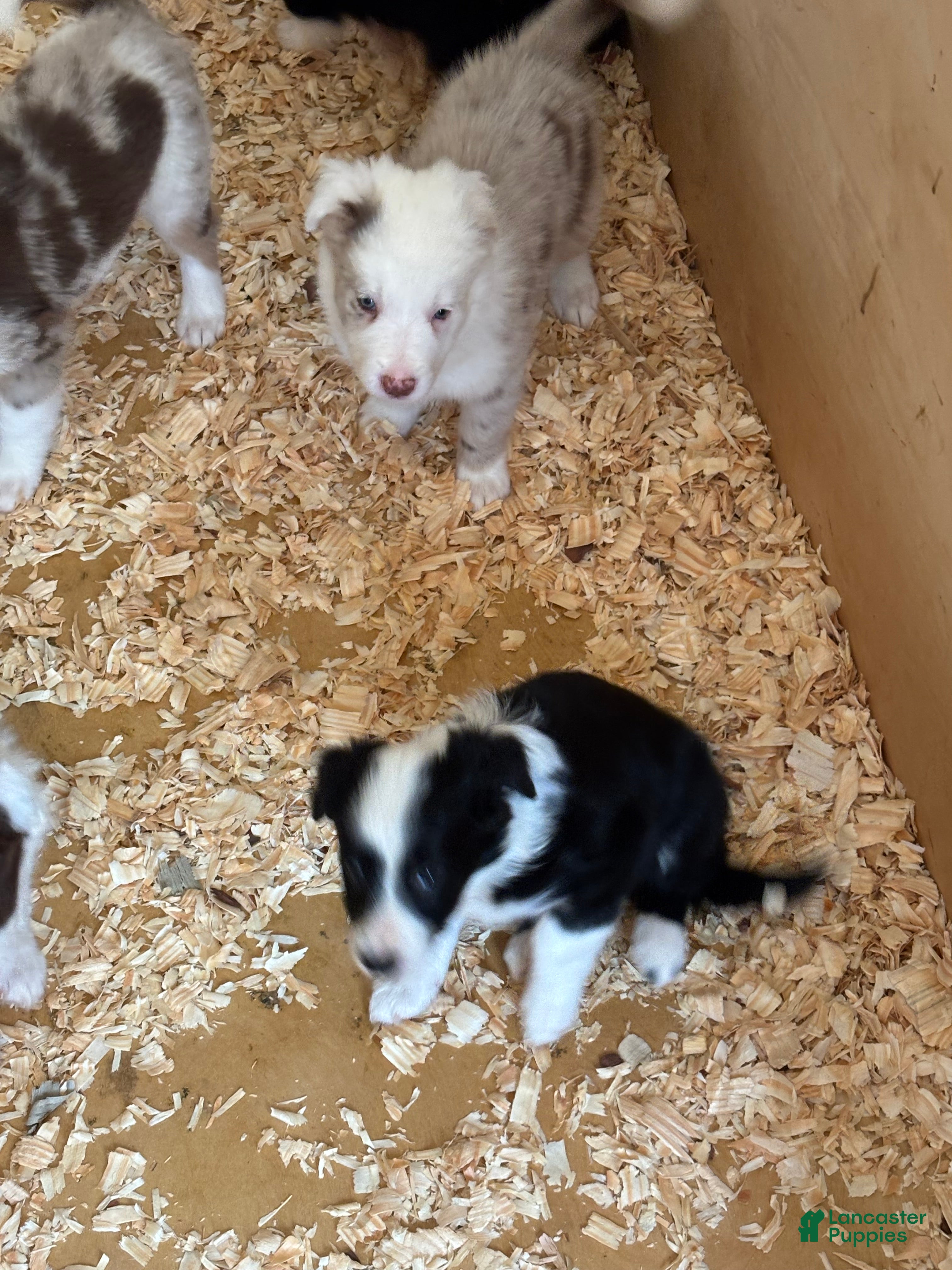 Border Collie dogs Coco - Ad 37