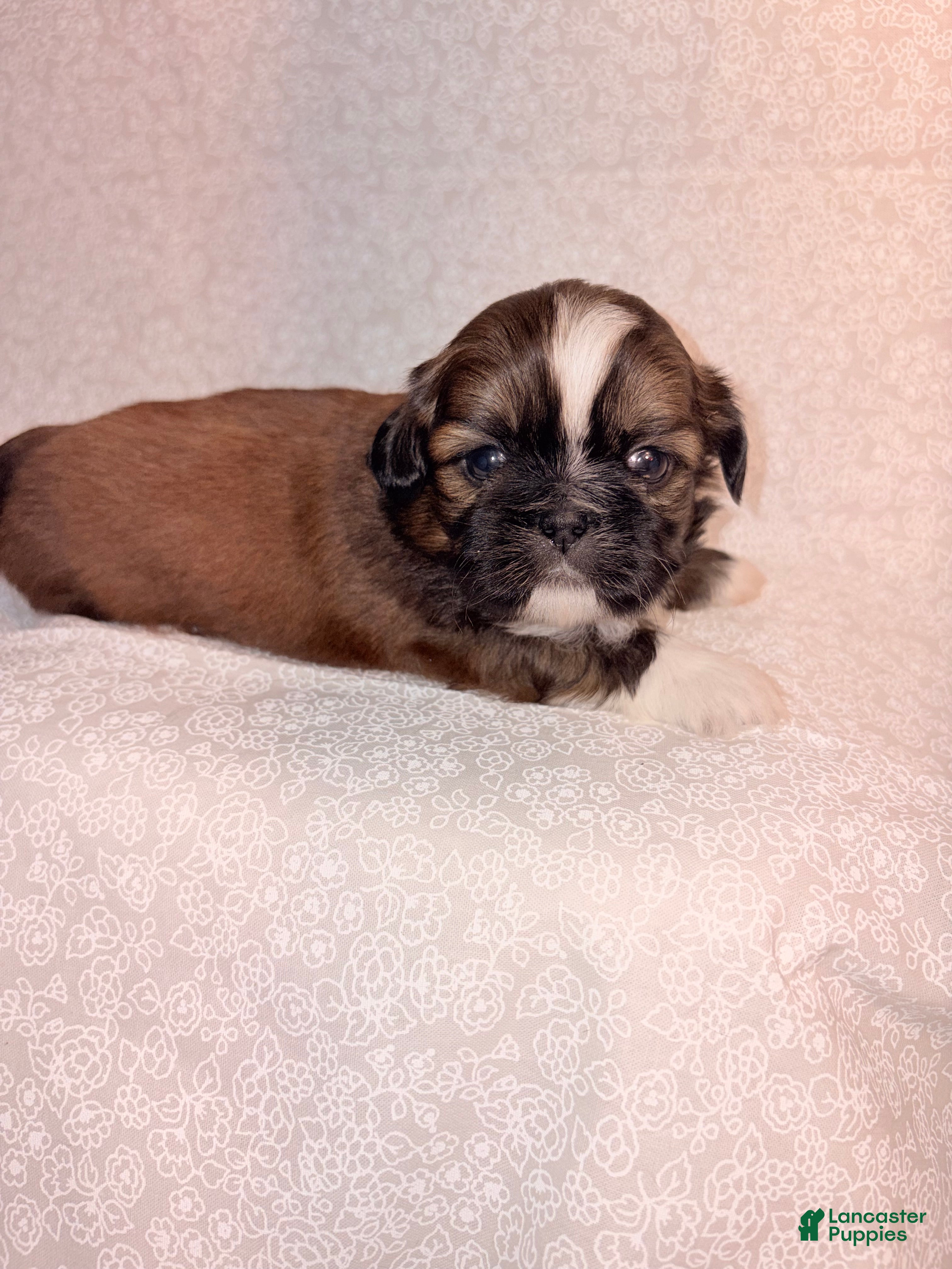 Shih Tzu dogs Mork - Ad 31