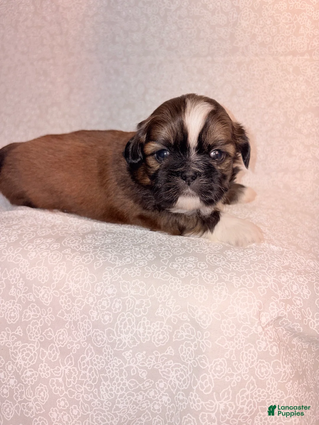 Shih Tzu dogs for sale: Mork - Ad 1