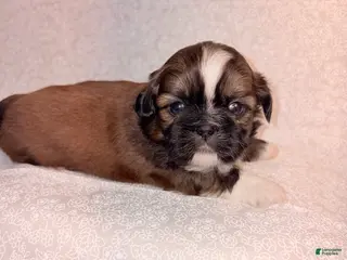 Shih Tzu dogs Mork - Ad 31