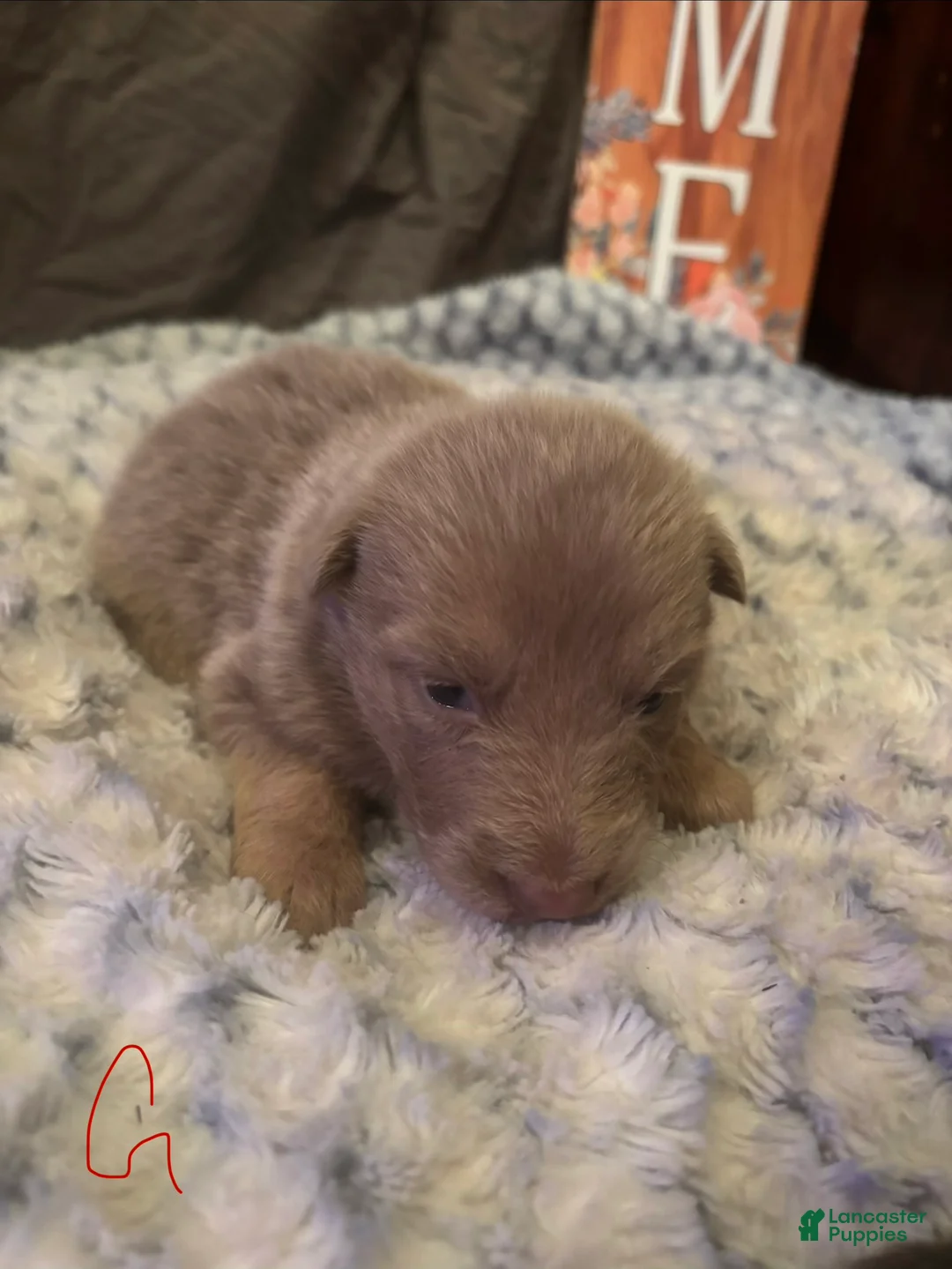 German Shepherd dogs for sale: Girl 2 - Ad 2