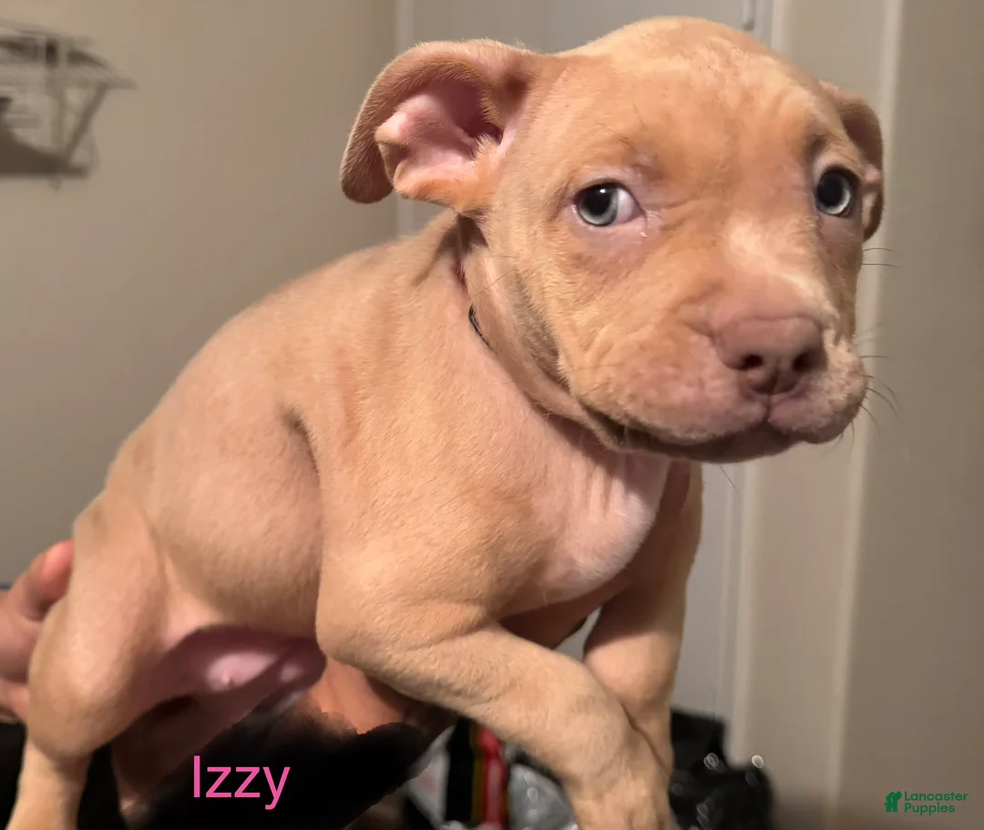 American Bully dogs for sale: American Bully Puppy 8 - Ad 2
