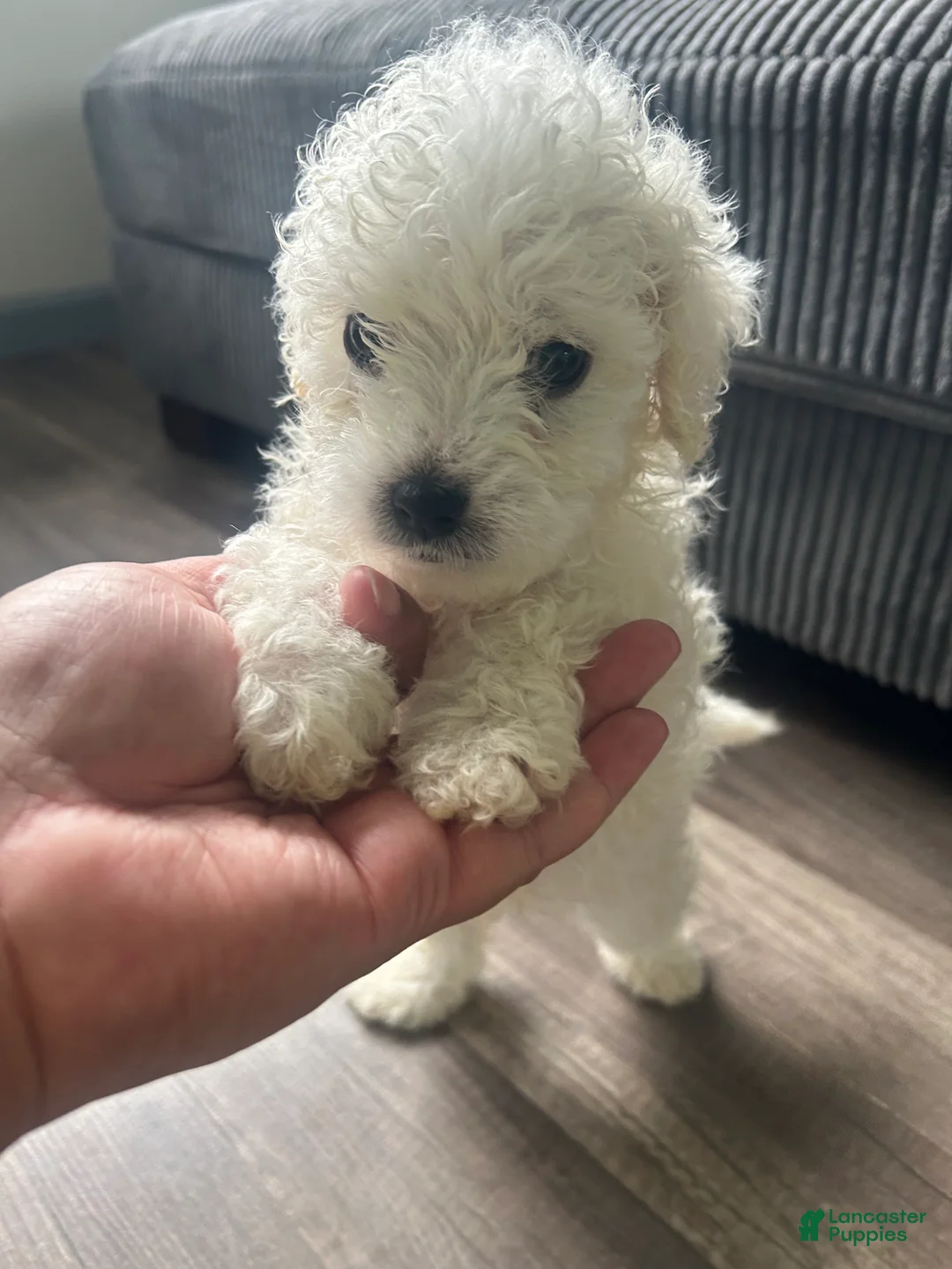 Mixed Breed dogs for sale: Mixed Breed 1 - Ad 2