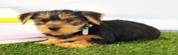 Yorkshire Terrier dogs for sale: Elmo - Ad 4