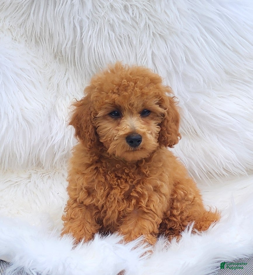 Mini Goldendoodle dogs Baxter green collar - Ad 2