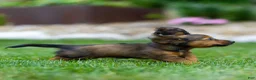 Miniature Dachshund dogs for sale: Marie Miniature Dachshund  - Ad 14