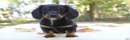 Miniature Dachshund dogs for sale: Sophie - Ad 2
