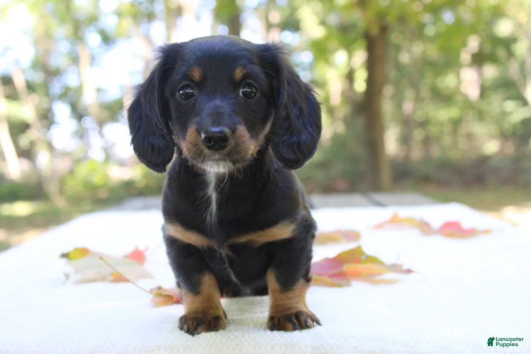 Miniature Dachshund dogs for sale: Sophie - Ad 2