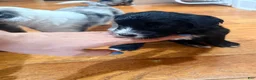 Mixed Breed dogs for sale: Panther  - Ad 11