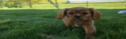 Cavalier King Charles Spaniel dogs for sale: Ford 💙 - Ad 12