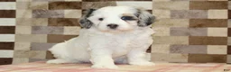 Mini Bernedoodle dogs for sale: Alvin - Ad 4