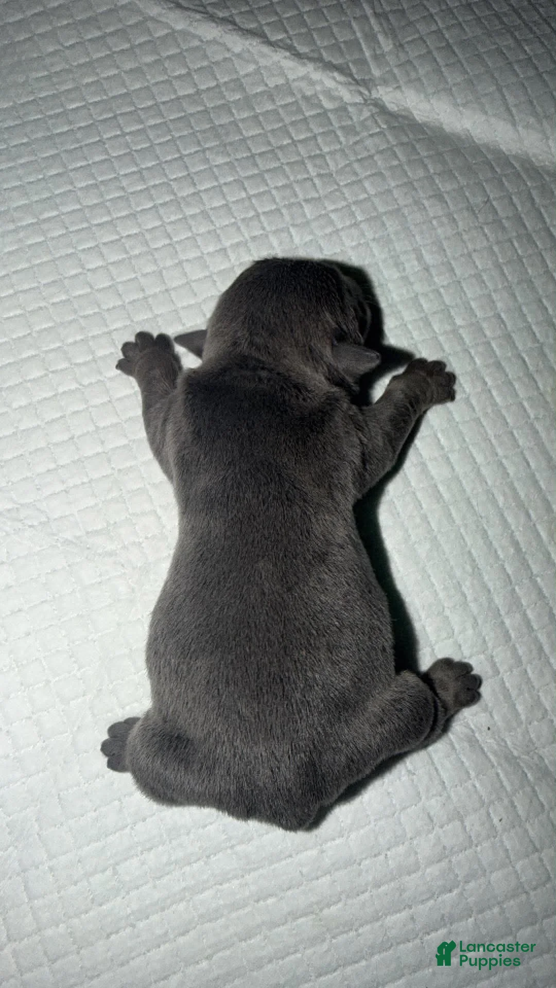 English Bulldog dogs for sale: Blue female - Ad 2