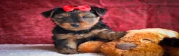 Yorkshire Terrier dogs for sale: DOC - Ad 13