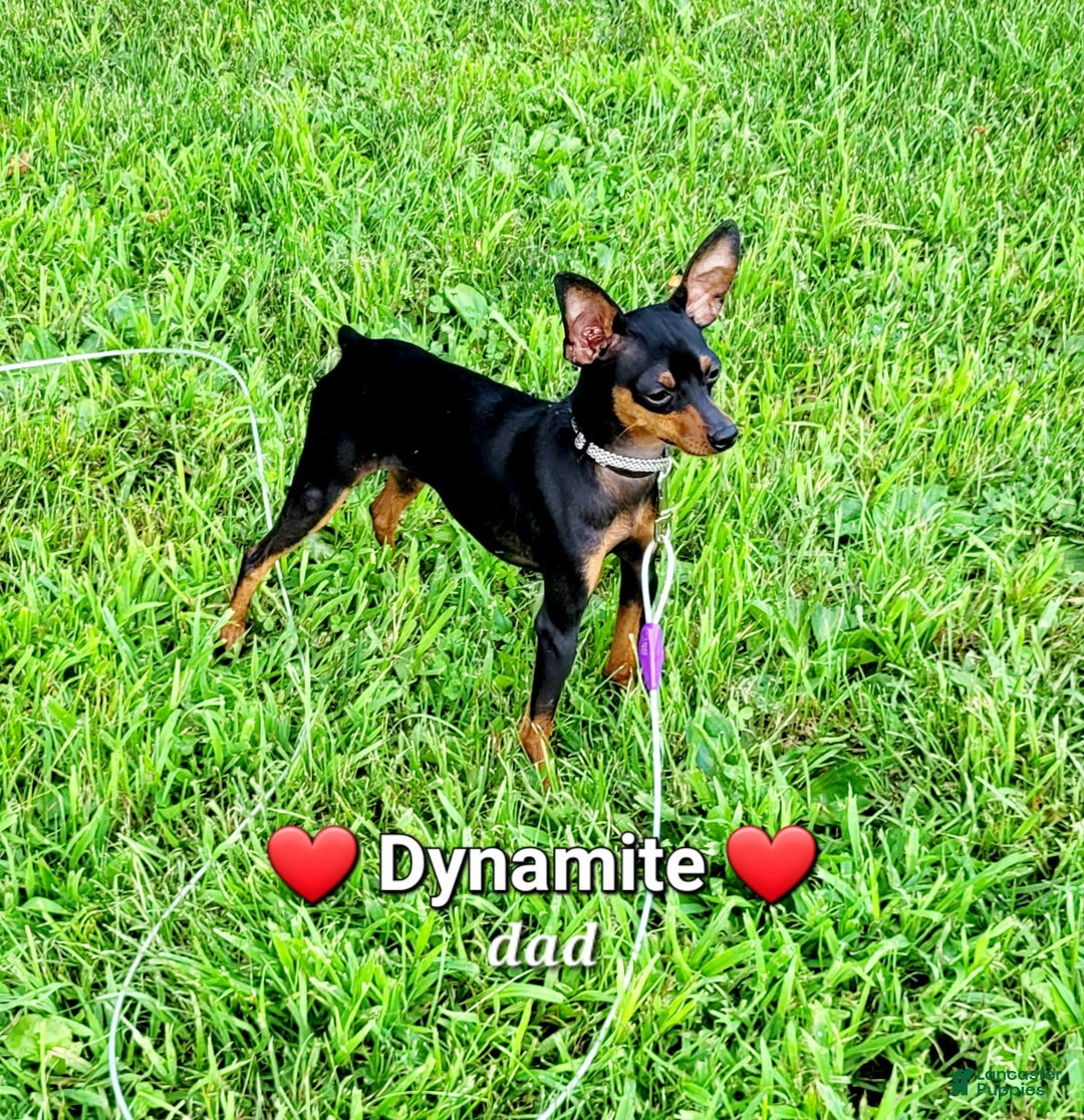 Miniature Pinscher dogs for sale: Pat  - Ad 4