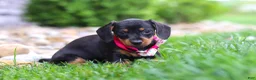 Miniature Dachshund dogs for sale: Amelia - Ad 3
