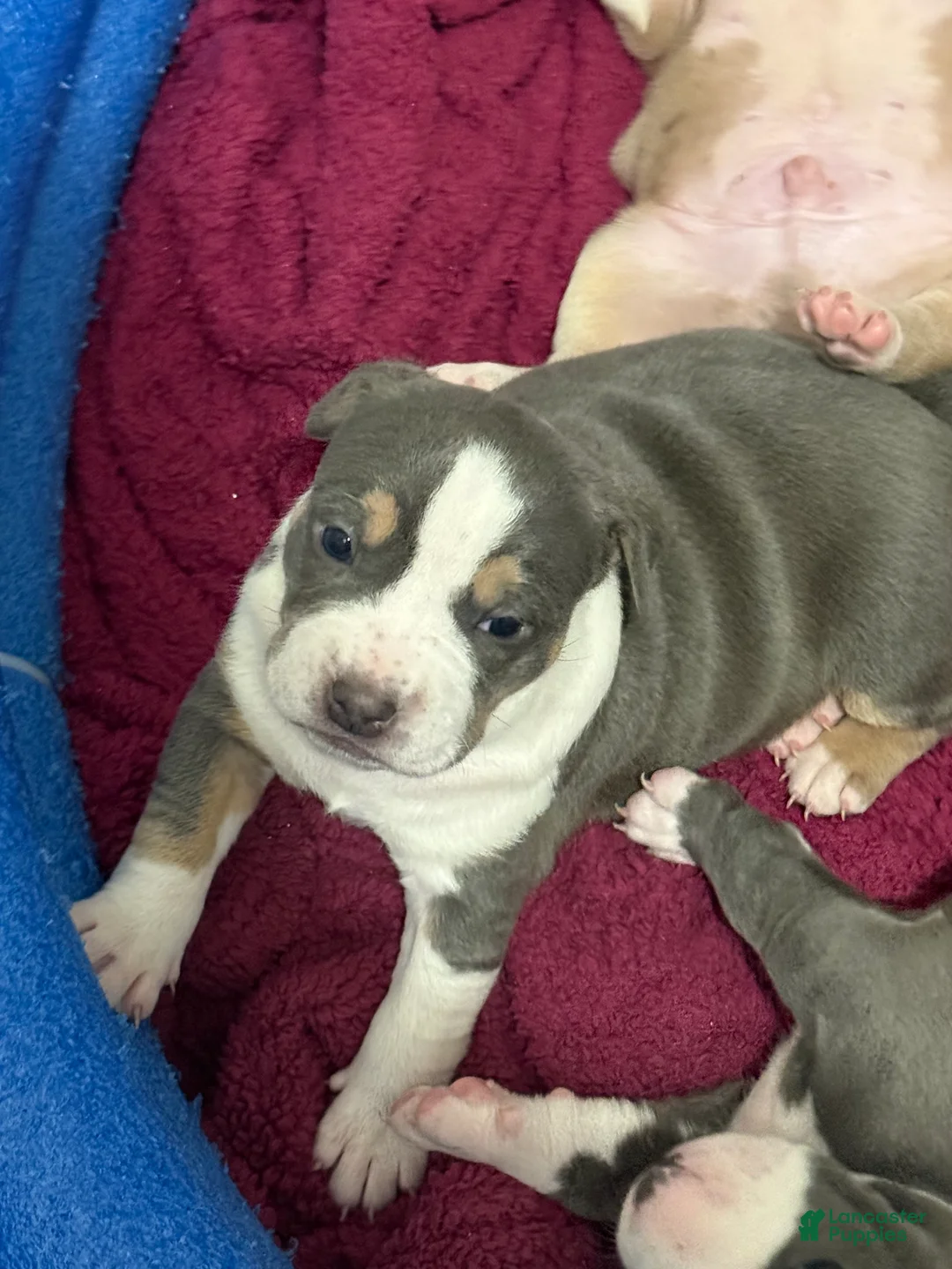 American Bully dogs for sale: American Bully 6 *Nala* - Ad 2