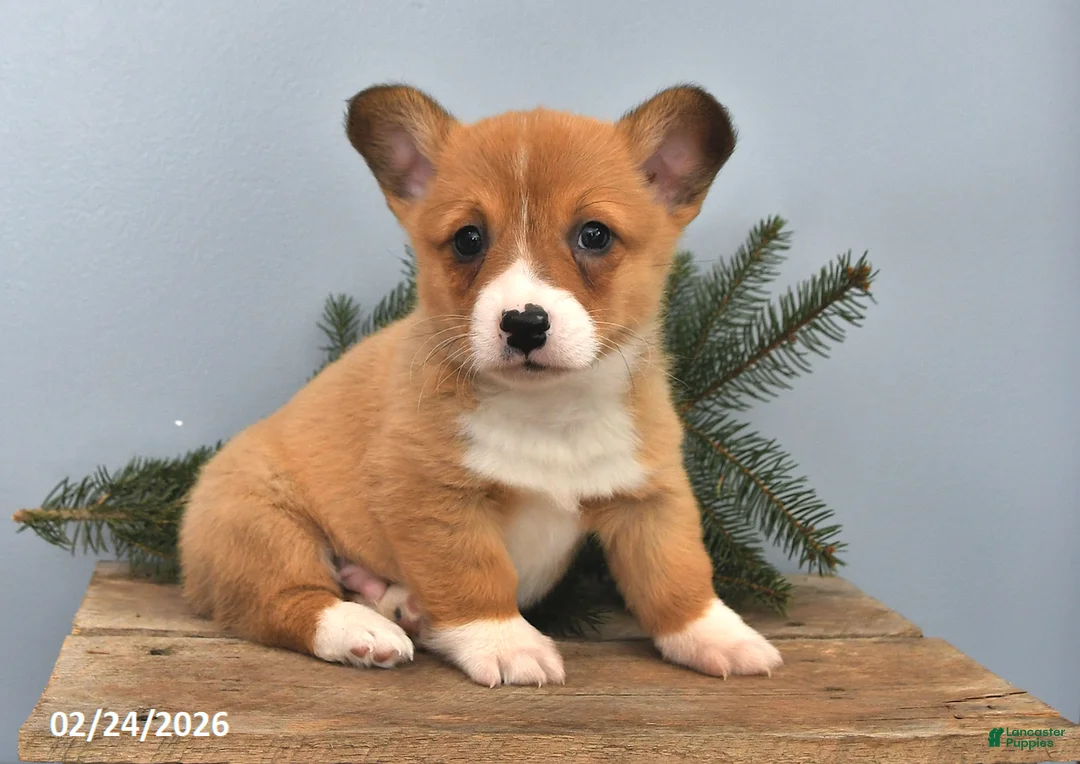 Welsh Corgi Pembroke dogs for sale: Rusty - Ad 1