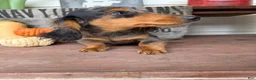 Miniature Dachshund dogs for sale: Chuck - Ad 5