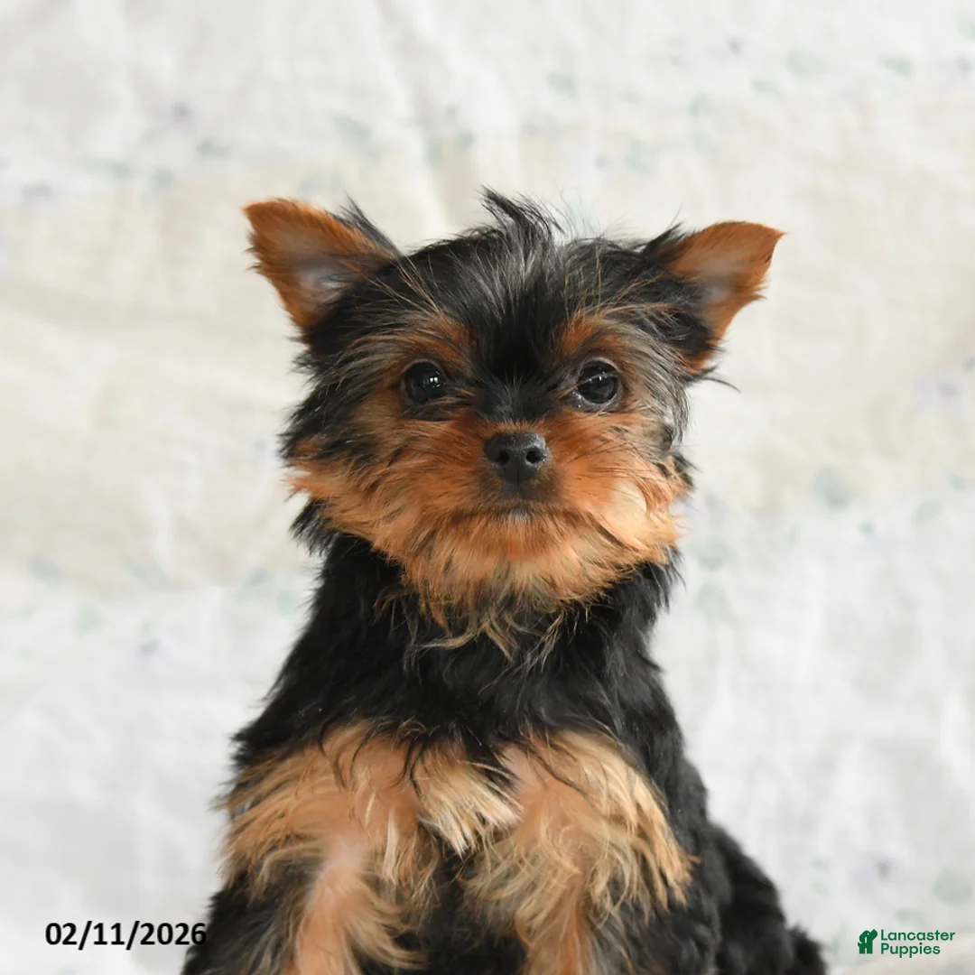 Yorkshire Terrier dogs for sale: Pixel - Ad 3