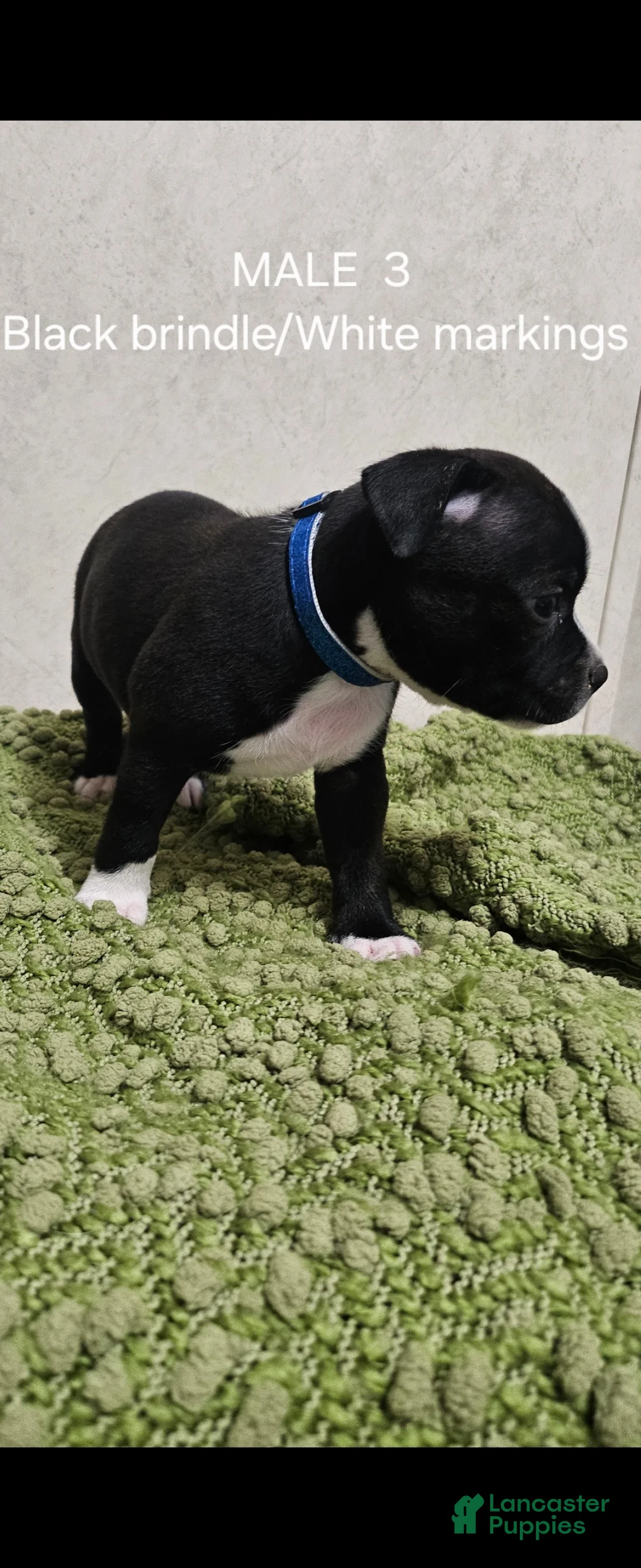 Staffordshire Bull Terrier dogs for sale: Staffordshire Bull Terrier 4 - Ad 2