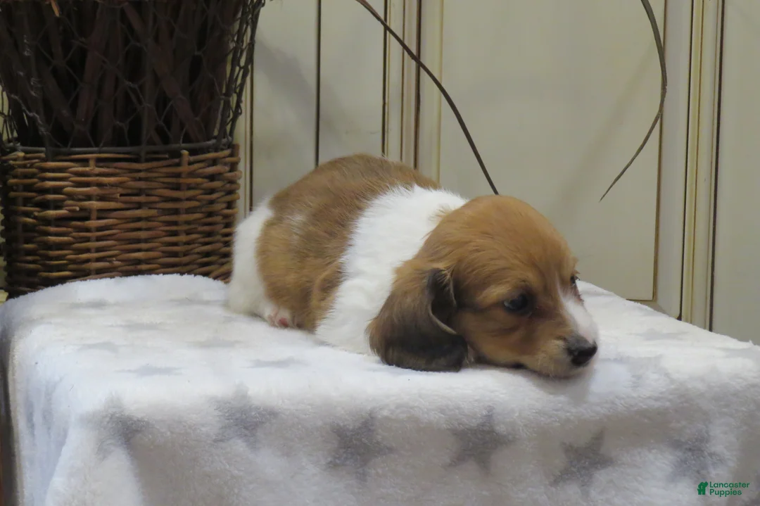 Miniature Dachshund dogs for sale: Joey - Ad 7