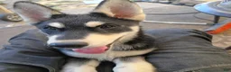 Siberian Husky dogs for sale: Big girl - Ad 4