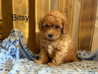 Bichpoo dogs Bitsy - Ad 12