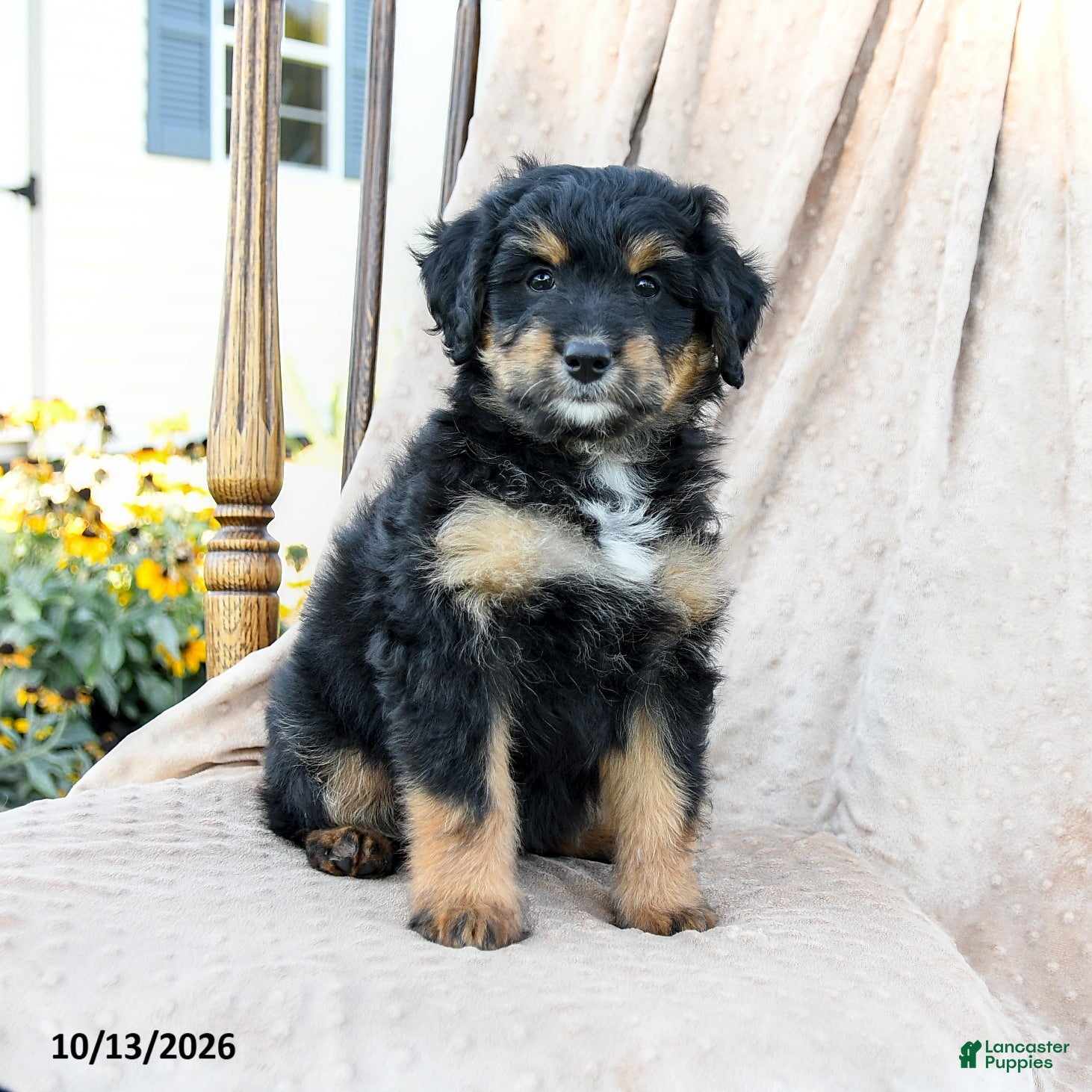 Mini Bernedoodle dogs Scout - Ad 1