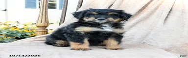 Scout