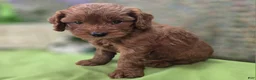 Cockapoo dogs for sale: Milan - Ad 14