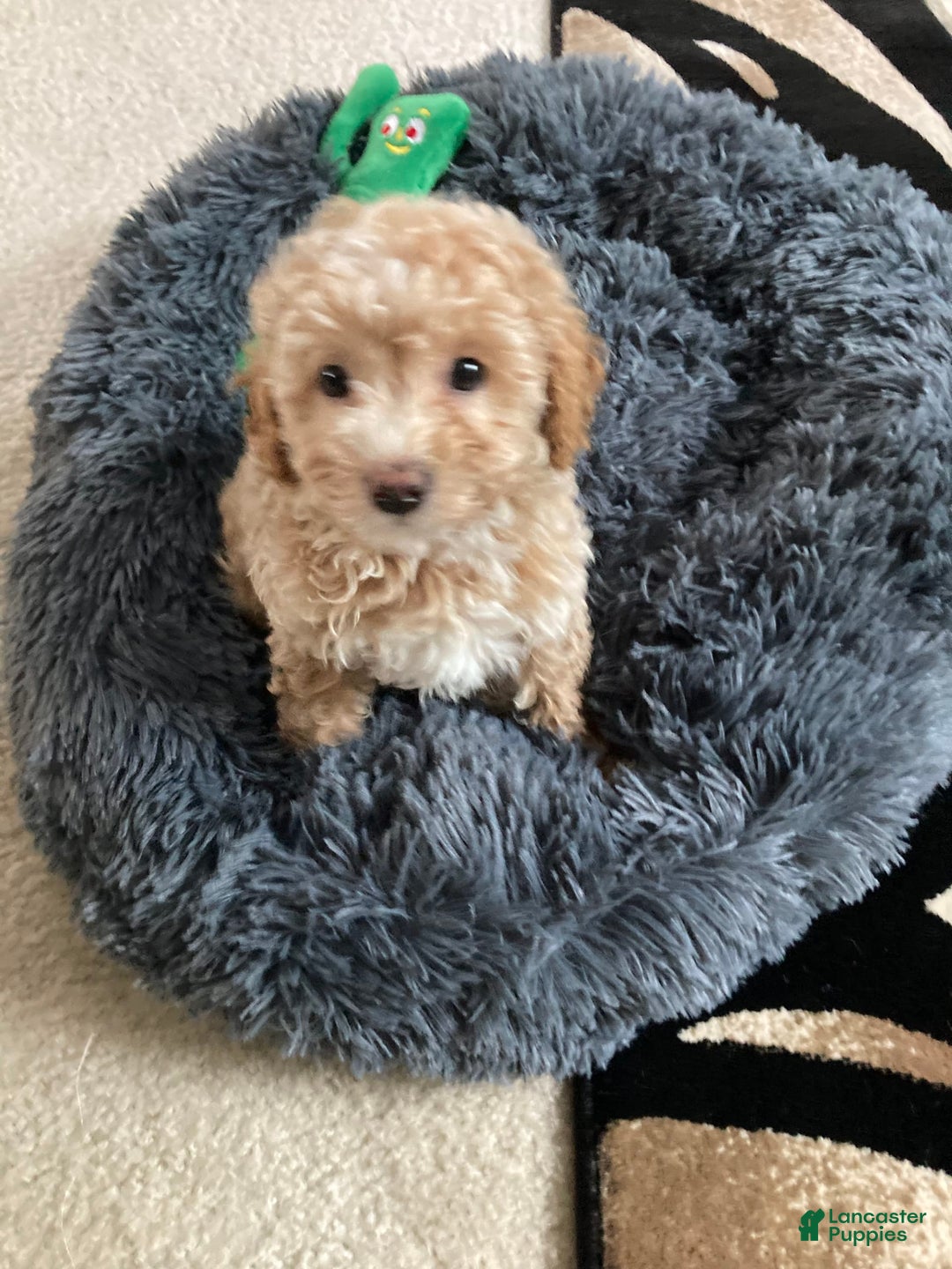 Gallery Image {{count}}