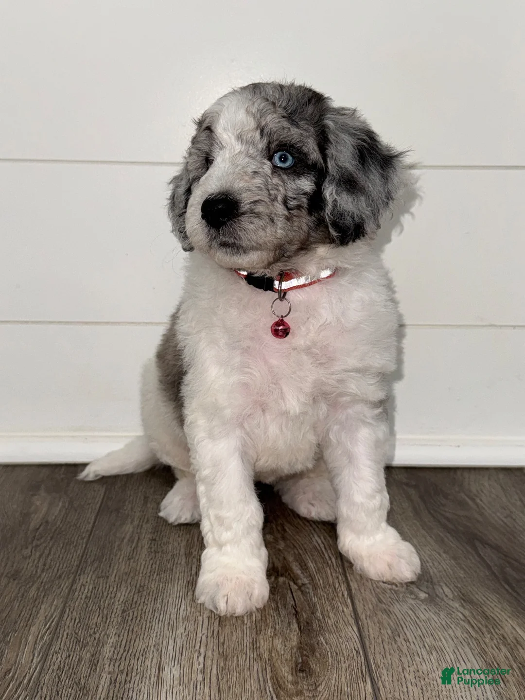 Aussiedoodle dogs for sale: Ariel - Ad 1