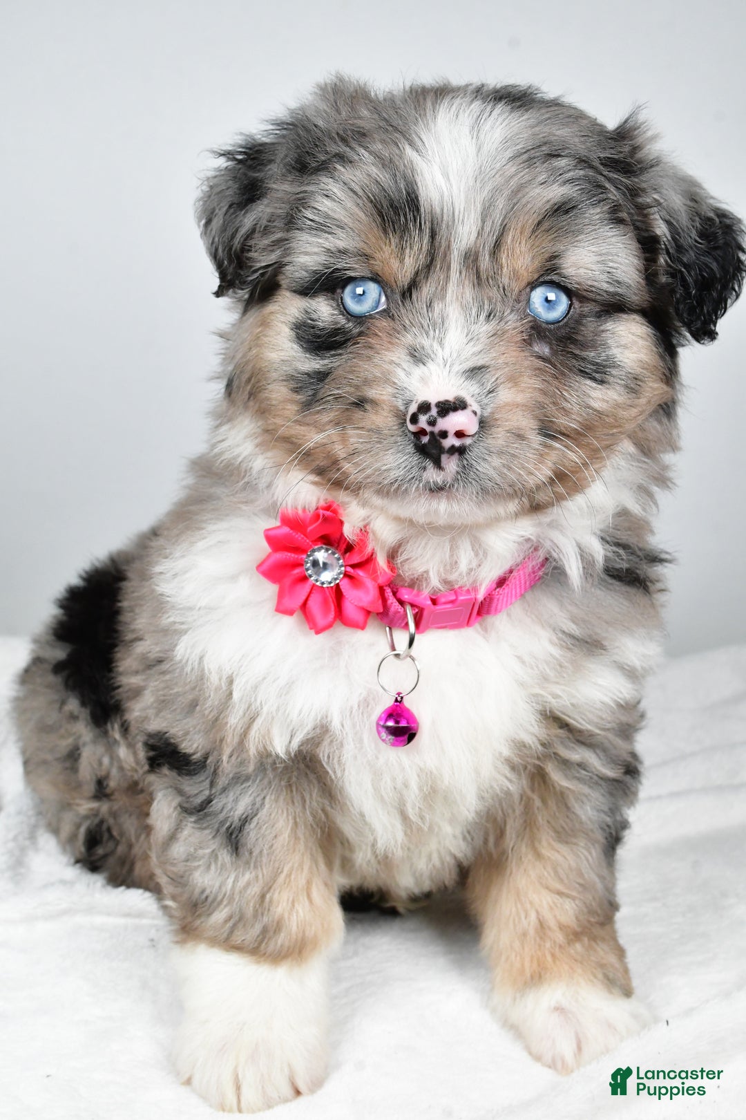 Mixed Breed dogs for sale: Pansy - Ad 6