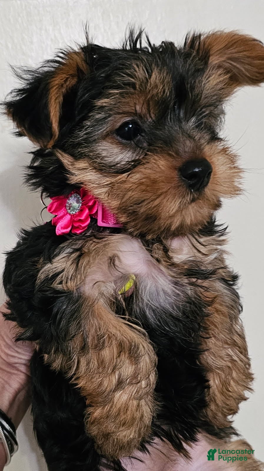 Yorkshire Terrier dogs Apple Girl - Ad 2