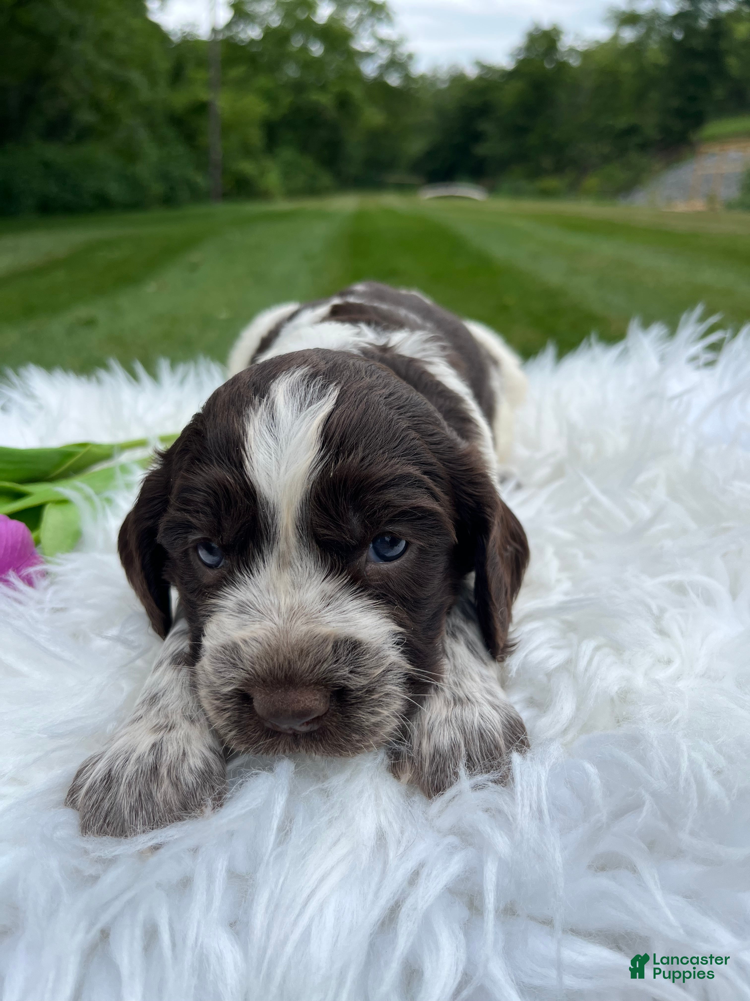 English Springer Spaniel dogs Dixie - Ad 1