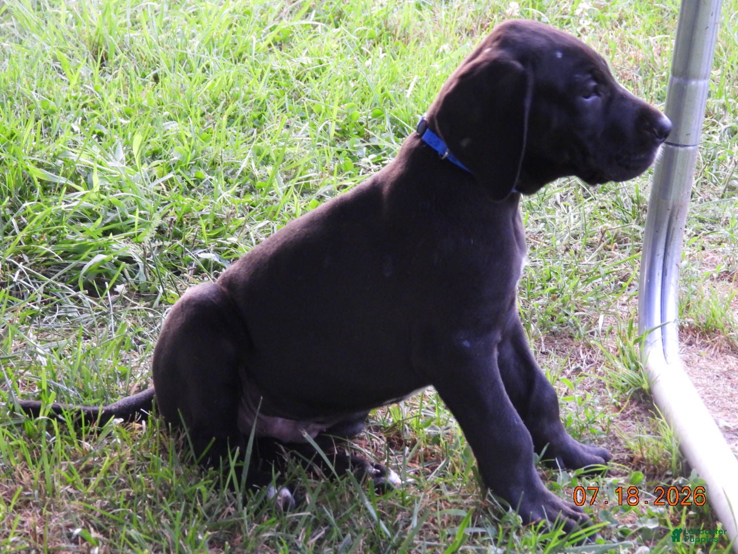 Great Dane dogs Great Dane 1 - Ad 2