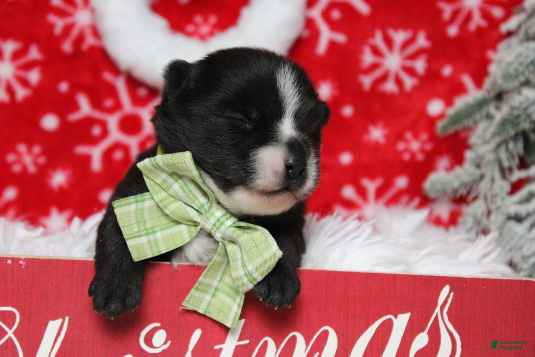 Pomsky dogs for sale: Luey  - Ad 10