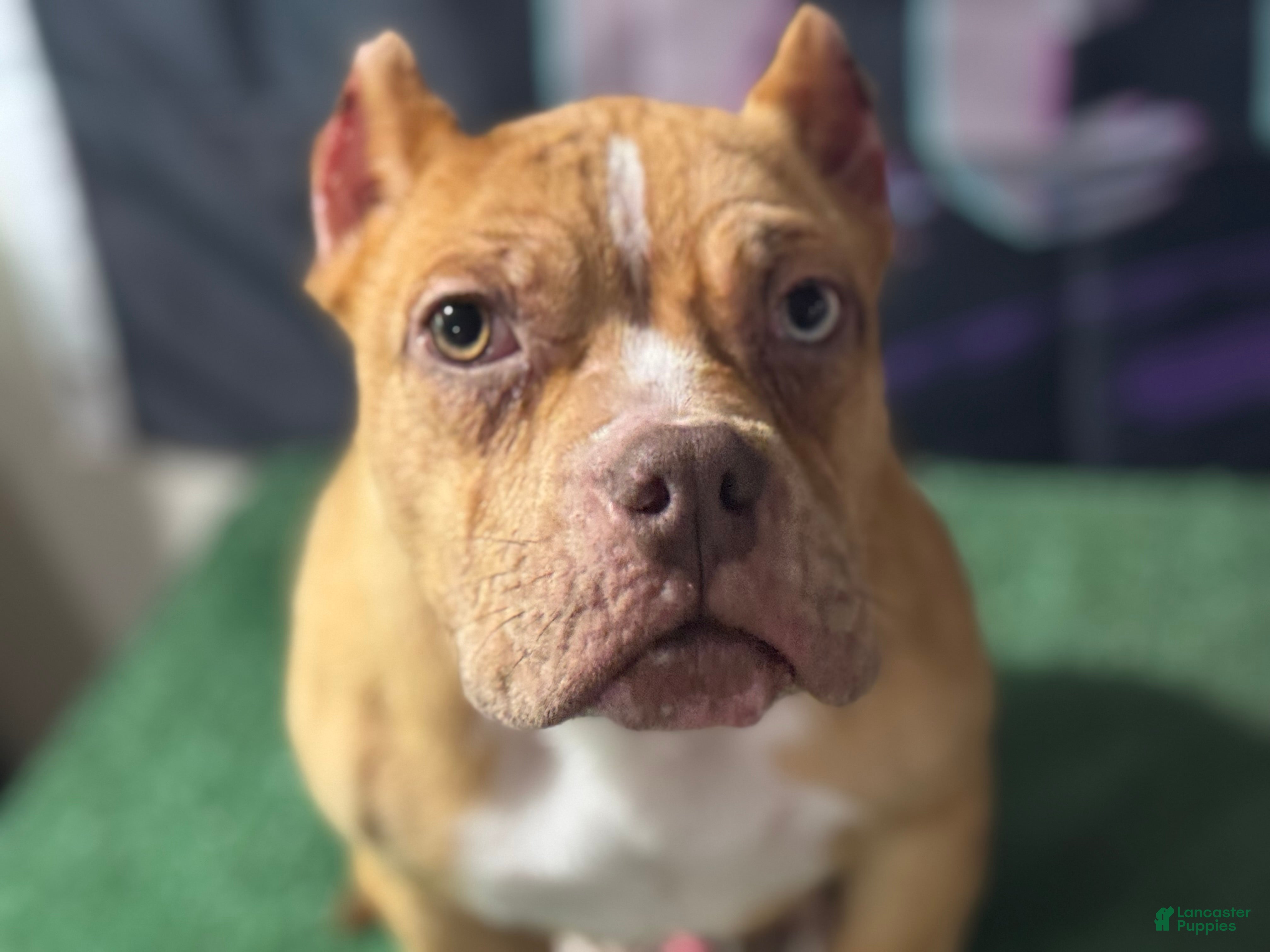 American Bully dogs Chocolate Fawn Merle - Ad 42