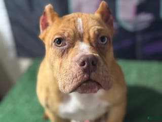 American Bully dogs Chocolate Fawn Merle - Ad 35